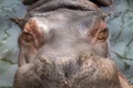 Close up Hippo Face View Royalty Free Stock Photo