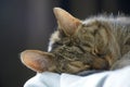 Close up front view of a lovely comfortable sleeping cute dreaming cat on bed