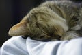 Close up front view of a lovely comfortable sleeping cute dreaming cat on bed. Completely relaxed cat is sleeping on blue blanket