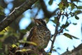 Close up, front view, of a molting, fledgling American Robin sitting in its nest in a crabapple tree in Wisconsin