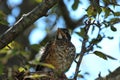 Close up, front view, of a molting, fledgling American Robin sitting in its nest in a crabapple tree in the summer