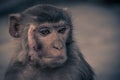 Close up front view of monkey face with a scar, looking to the r Royalty Free Stock Photo