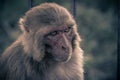 Close up front view of monkey head looking to left side.Rhesus Royalty Free Stock Photo