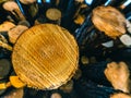 A close up front view of a pile of freshly cut trees striped of branches and prepared for the saw mill part of the logging