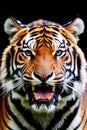 Close-up front view portrait of roaring Tiger. Generative AI