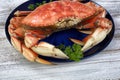 Close up front view of a single cooked large Dungeness crab and dark blue plate Royalty Free Stock Photo