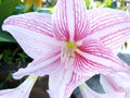 Star Lily Royalty Free Stock Photo