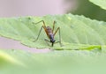 Close-up front view of stilt legged fly