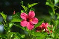 Close Up Front View Sweet Red Flower Of Hibiscus Rosa-sinensis Or Rose Mallow In Garden Royalty Free Stock Photo