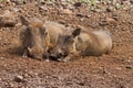 Close-up front view of two warthog lying together Royalty Free Stock Photo