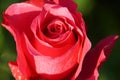 Close-up front view of the which opens a bright pink roses flower Caucasian Royalty Free Stock Photo