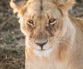 Close up frontal head and shoulders portrait of female lion, Panthera leo, in golden light