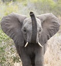 Close up frontal portrait of young elephant, Loxodonta africana, trumpeting with raised trunk Royalty Free Stock Photo