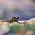 Close up frontal view of Fire salamander Salamandra salamandra sitting on green moss isolated on purple background. Macro shot Royalty Free Stock Photo