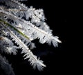 Close up of frost clinging to blades of grass with black background