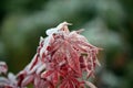 Close Up of Frost Covered Red Japanese Maple Tree Leaves Royalty Free Stock Photo