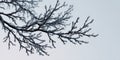 A close up of frost covered tree branches against a gray sky Royalty Free Stock Photo