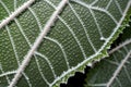 A close up of frost crystals on a leaf Royalty Free Stock Photo