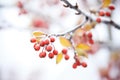 close-up of frost on dormant cherry branches