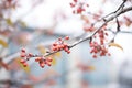 close-up of frost on dormant cherry branches