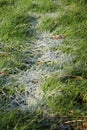 Close up of frost on a grass area on a cold winter day in the district emsland germany