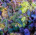 Close up of frosted Ivy on a wall