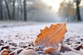 a close up of a frosted leaf in a winter forest