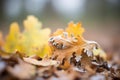 close-up on frosted oak leaf pile