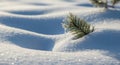 Close up of a frosted pine branch emerging from soft, sparkling snowdrifts on a sunny winter day Royalty Free Stock Photo