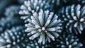And geometric symmetry of the ice covered needles creating a visually Royalty Free Stock Photo