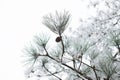Close-up of a frosted pine tree in winter
