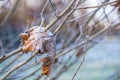Close up of a frosty dry leaf on a cold winter morning Royalty Free Stock Photo