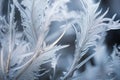 a close up of frosty feathers on a plant