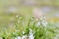 Close up of frosty grass