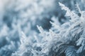 a close up of frosty leaves on a plant Royalty Free Stock Photo