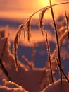 A close up of a frosty reed by a frozen lake when the sun is setting