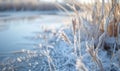 Close-up of frosty reeds along the edge of a frozen lake