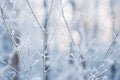 a close up of a frosty winter scene with trees and branches