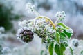 Close up of a frozen berry. Winter background.