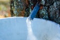 Close up of frozen birch sap on a cold spring morning. Collecting birch juice in nature Royalty Free Stock Photo