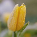 Close up of frozen blooming yellow tulip flower Royalty Free Stock Photo