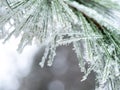 Detail of frozen branch of conifer tree in winter background Royalty Free Stock Photo