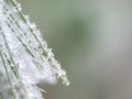 Detail of frozen branch of conifer tree in winter background Royalty Free Stock Photo