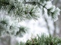 Detail of frozen branch of conifer tree in winter background Royalty Free Stock Photo