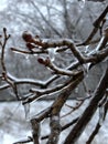 Close-up of a frozen branch with thick ice and icicles