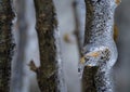 Close up of a frozen broken glass like tree branch with a yellow leaf