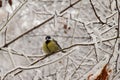 Close-up of a frozen yellow caucasian titmouse sitting in snowy