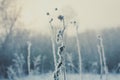 Close up frozen dried flower in forest concept photo