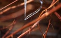 Close-up of a frozen drop of water in the morning after an icy rain. Pieces of ice and icicles hanging from tree. Winter Royalty Free Stock Photo