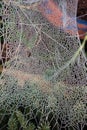 Close Up of a Frozen Frosty Spiders Cobweb on a Misty Dew Morning Royalty Free Stock Photo